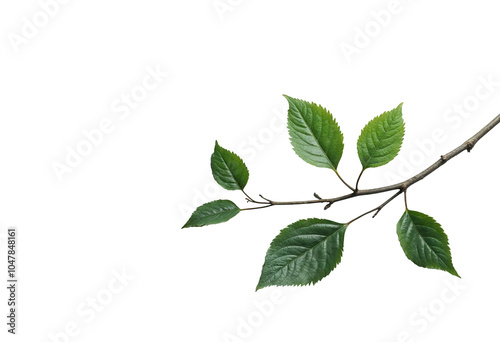 Green leaves and branch