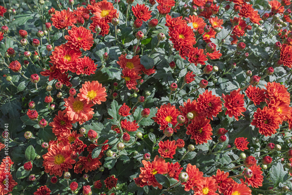 Orange chrysanthemum bush as a background. Orange chrysanthemum bush as a background.