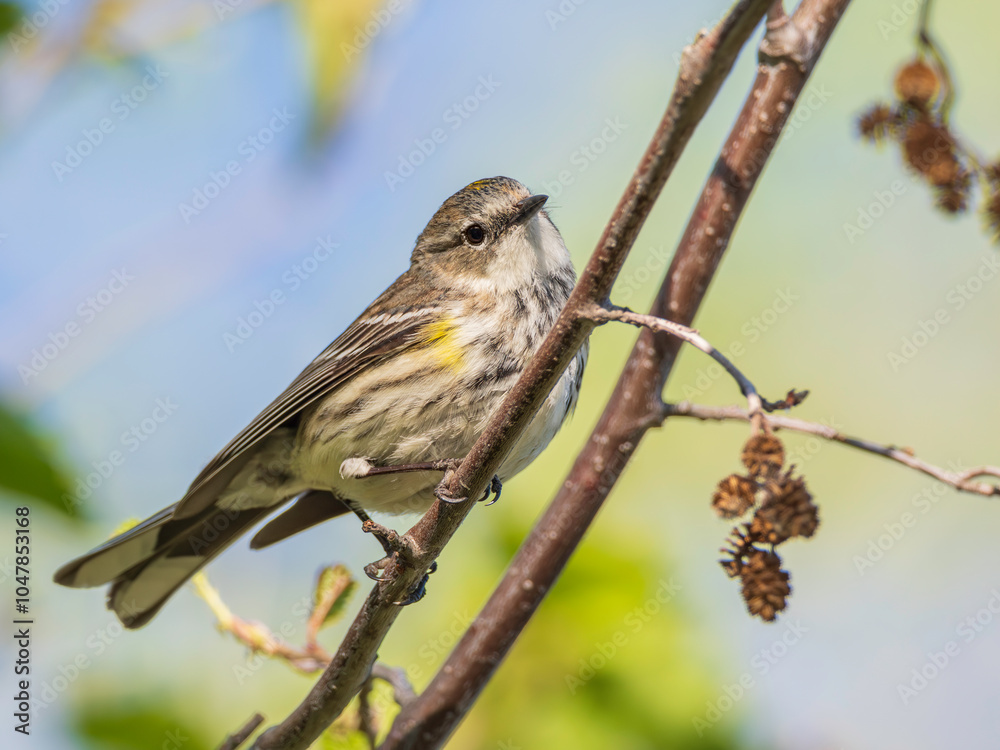 Fototapeta premium Myrtle Yellow-rumped Warbler in Fairbanks, Alaska