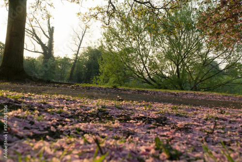 Wallpaper Mural May in a Park in the UK  Torontodigital.ca
