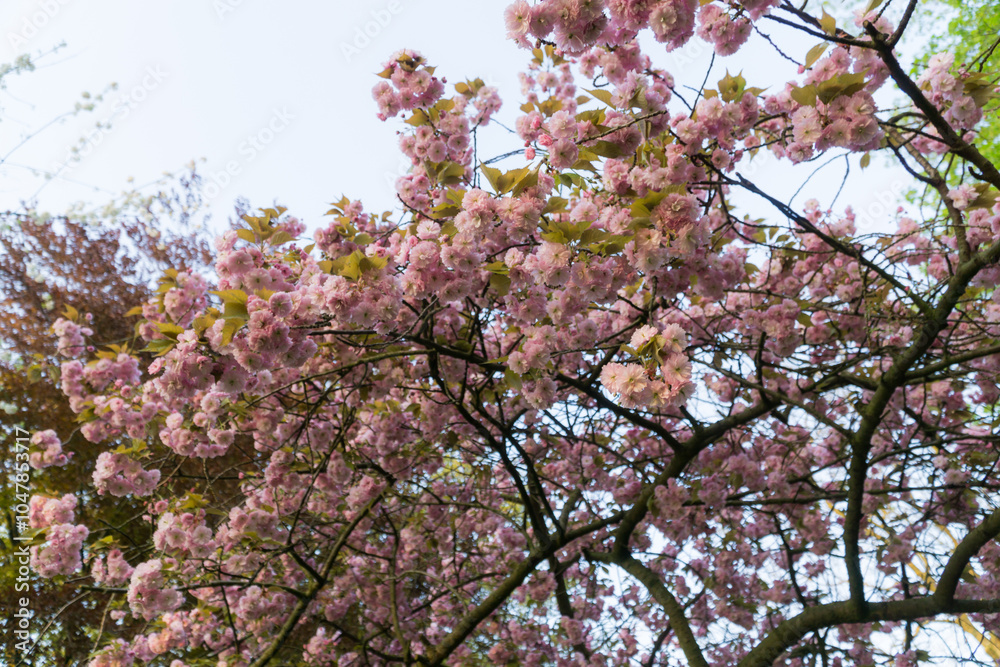 Obraz premium pink cherry blossom