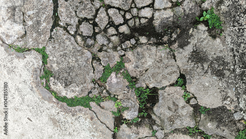 A close-up view of cracked concrete or stone with small patches of green moss growing between the cracks. The texture is rough, and the scene appears outdoors