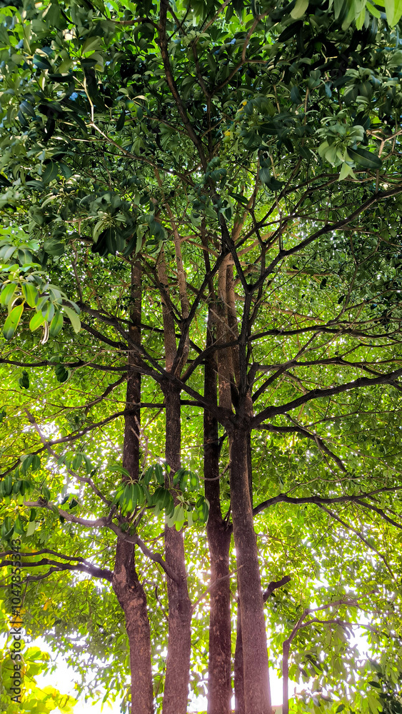 Several tall trees with dense green foliage bask in sunlight, with rays of light filtering through the leaves. The vibrant greenery and multiple trunks create a natural canopy.