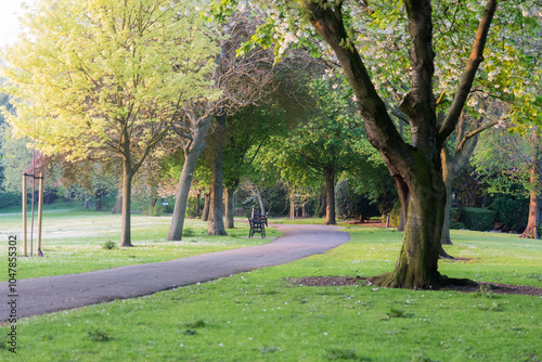 trees in the park