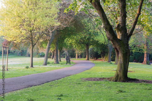 trees in the park