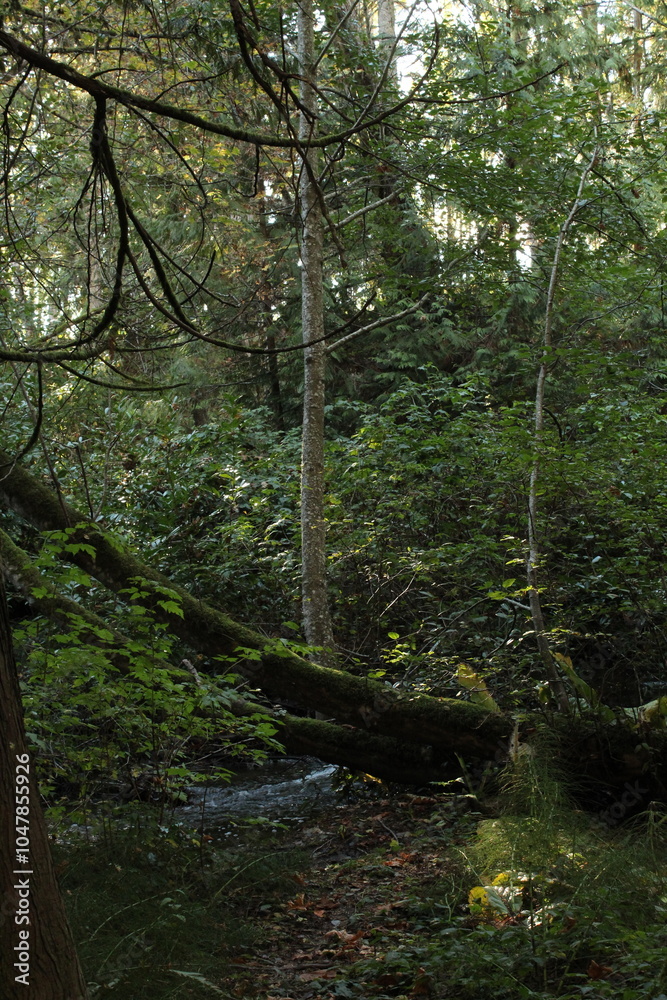 Obraz premium forest in the morning