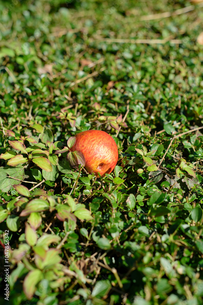 Manzanas posada en arbusto caída de arbol en una huerta