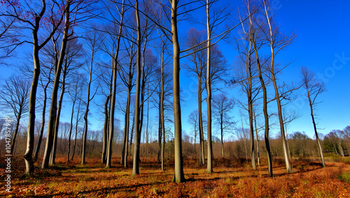 Autumn forest - renatured moor forest Moorwald Aurich - Herbstwald - renaturierter Moorwald Aurich - Ostfriesland North Sea Nordsee North Germany Norddeutschland ... :-) photo