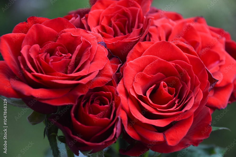 赤い薔薇 赤い薔薇