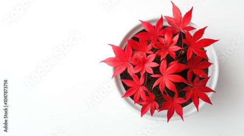 Vibrant Red Leaves in White Pot on Clean Surface