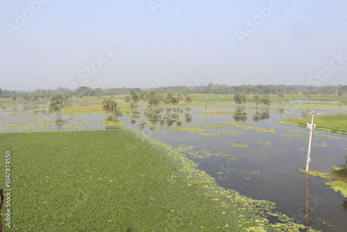 Water Chestnut tree plant farm for harvest photo