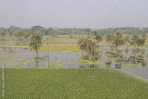 Water Chestnut tree plant farm for harvest photo