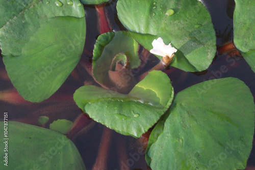 Water Chestnut tree plant on farm for harvest photo