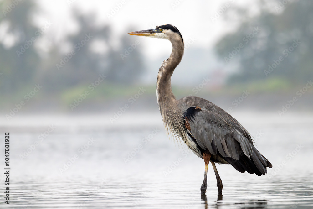 A great blue heron stands majestically in a river with foggy horizon in background A great blue heron stands majestically in a river with foggy horizon in background