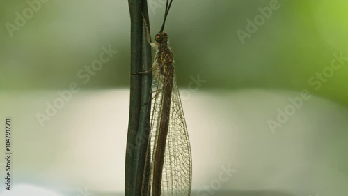 Baby Dragonfly hangs on vine