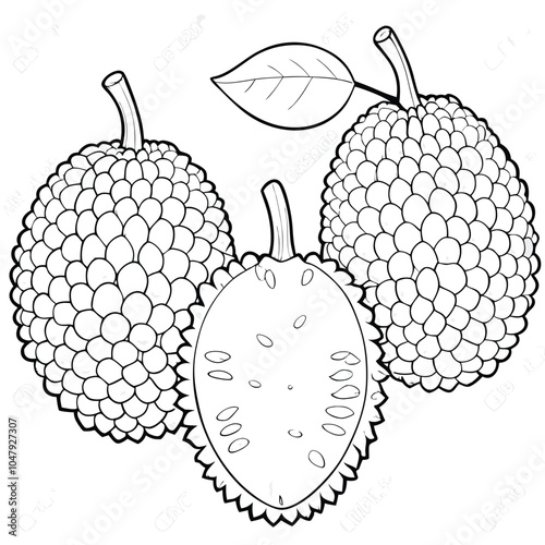 Outline Jackfruit vector illustration Isolated white background.