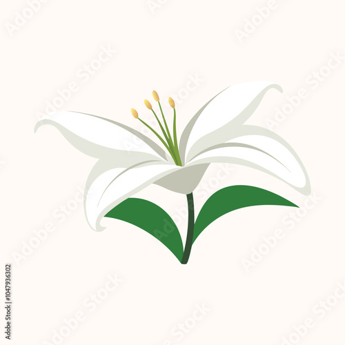 White Lily flower isolated flat vector llustration on white background.