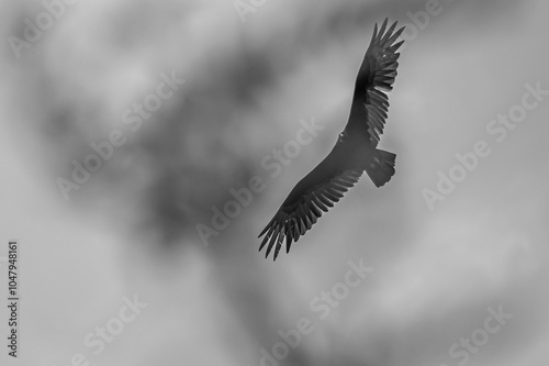 vulture in flight