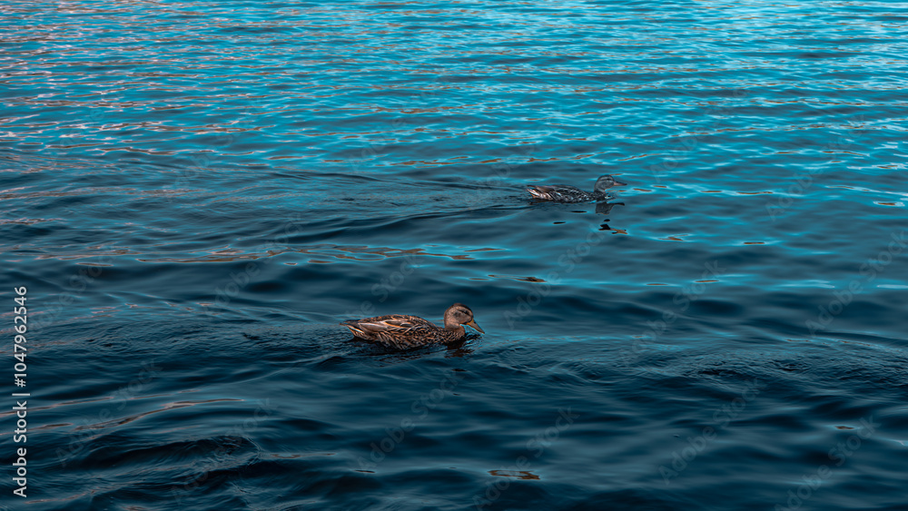 Obraz premium ducks on the water 