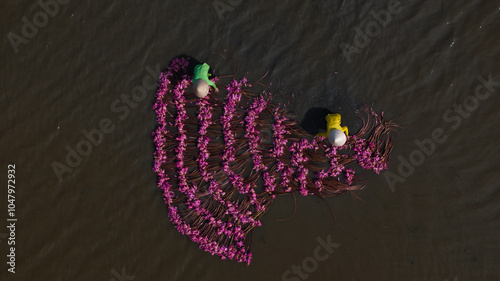 Harvesting water lilies in the floating season on Moc Hoa field, Long An. shot in Moc Hoa, Long An on September 9, 2024. photo