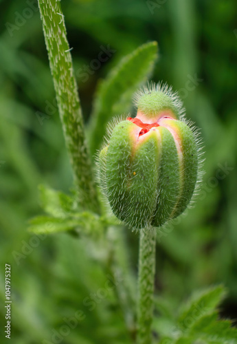 Red poppy flower before it has bloomed on a spring day in Potzbach, Germany. photo