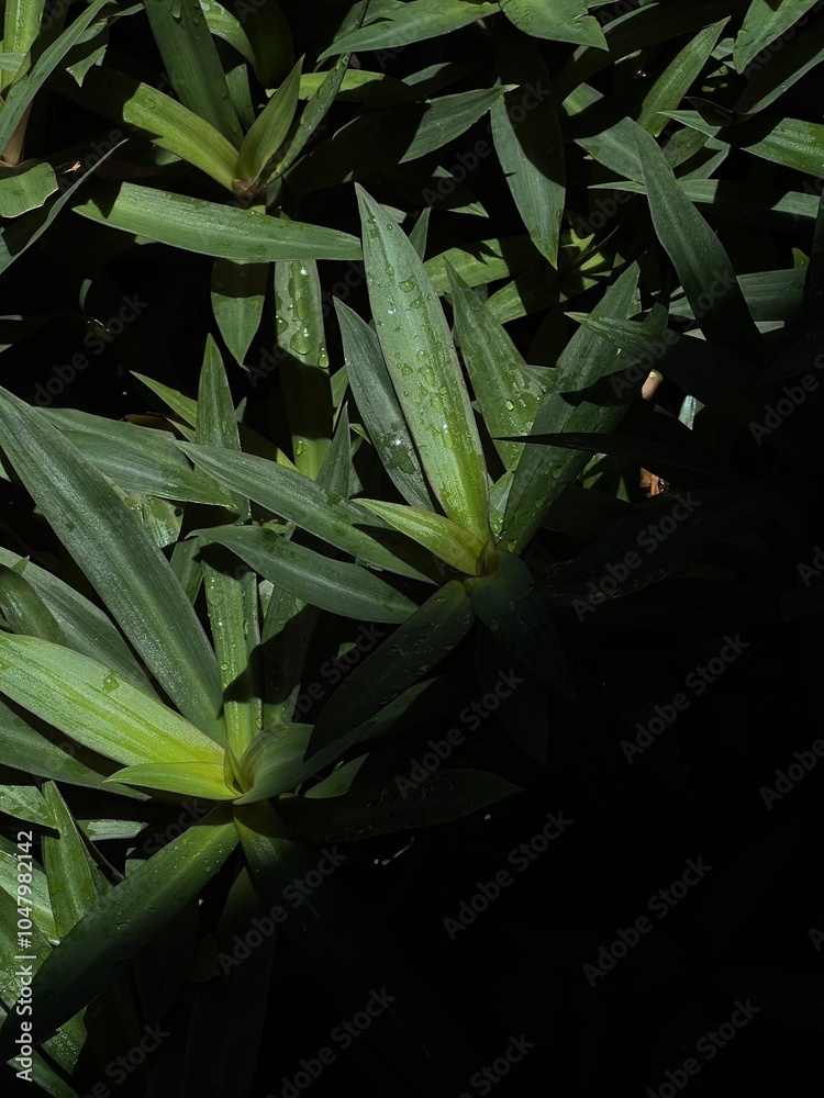 Obraz premium Green plant