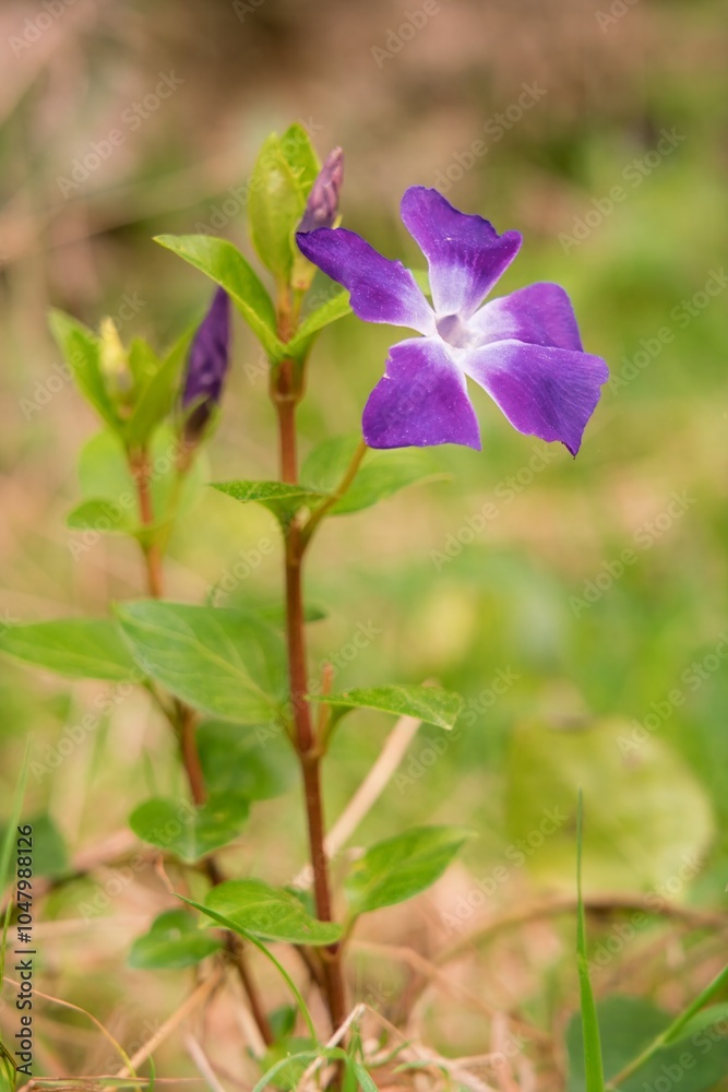 Vinca Major Plant Close-Up - Lush Green Foliage with Purple Flowers Vinca Major Plant Close-Up - Lush Green Foliage with Purple Flowers