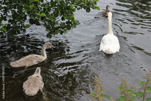 Swans in Dublin