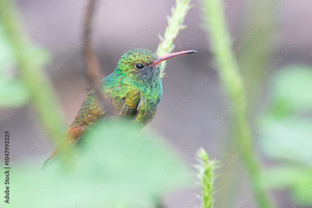 Fototapeta premium A Rufous-tailed Hummingbird in Costa Rica
