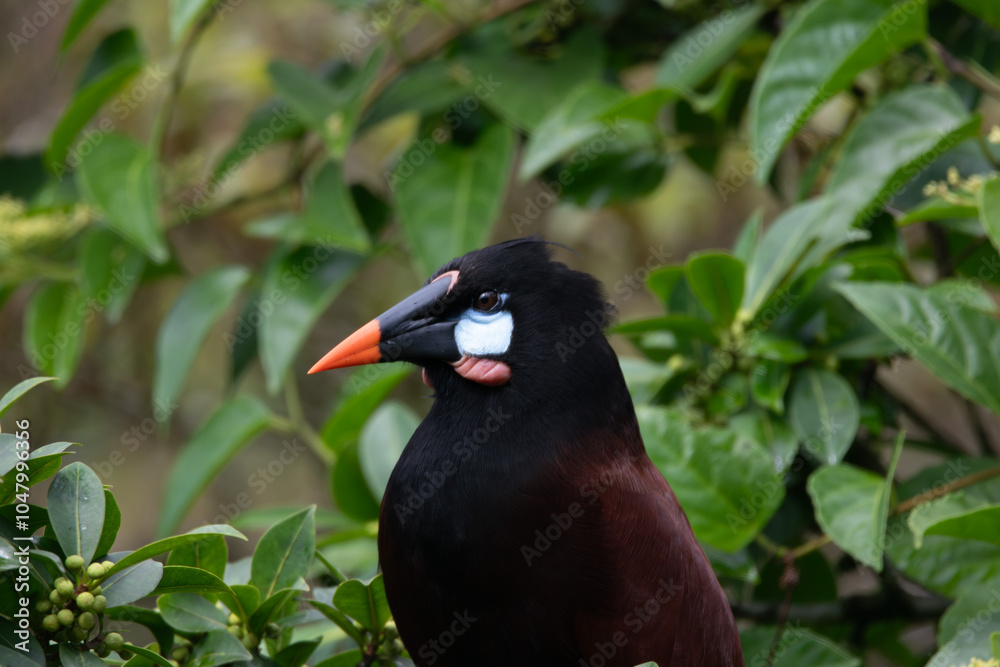 Obraz premium An Oropendola in Costa Rica