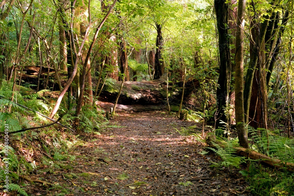 Giant Old Tree Blocking Hiking Path in a Dense Forest Giant Old Tree Blocking Hiking Path in a Dense Forest