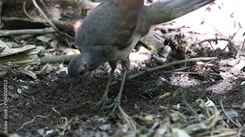 Australian Superb Lyrebird searching for food