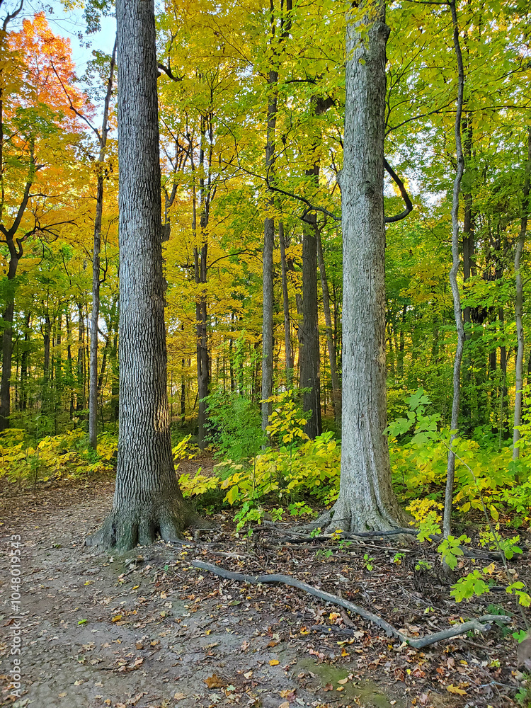 Fototapeta premium Sunset in southeast Michigan Forest from October 21, 2024.