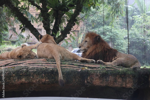 Lion Under Tree photo