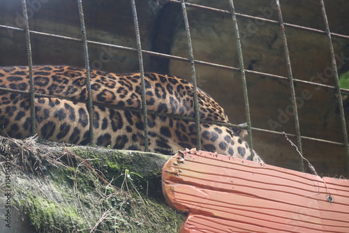 Leopard in Sanctuary photo