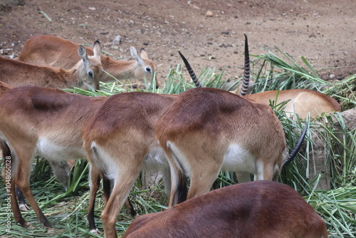 Deer Are Enjoying Grazing photo