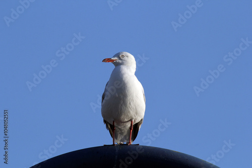 Silver Gull seagull bird perched on a black round object against a clear blue sky photo