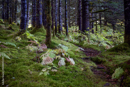 Alaskan forest in autumn