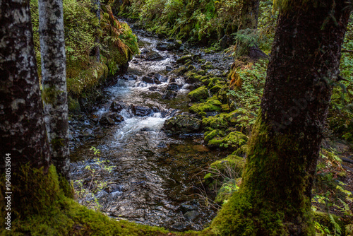 Alaskan forest in autumn