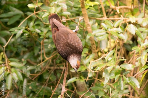 Kākā Parrot Perched on a Branch - A Stunning View of New Zealand's Native Wildlife