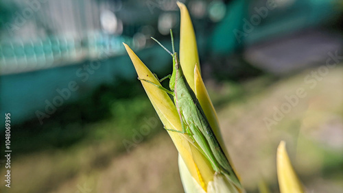 Close up of a green grasshopper or Atractomorpha crenulata with a bokeh natural background. selective focus photo