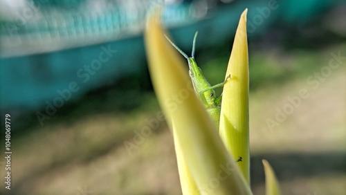 Close up of a green grasshopper or Atractomorpha crenulata with a bokeh natural background. selective focus photo