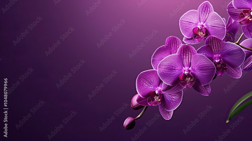 Naklejka premium Purple orchid blossoms on a purple background, showcasing a close-up of the delicate petals.