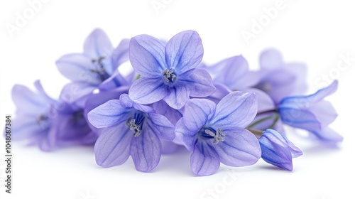 Delicate blue flowers blooming on white background