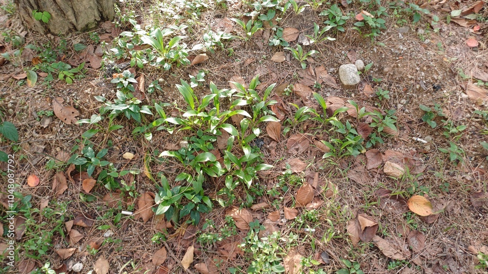 nature nature