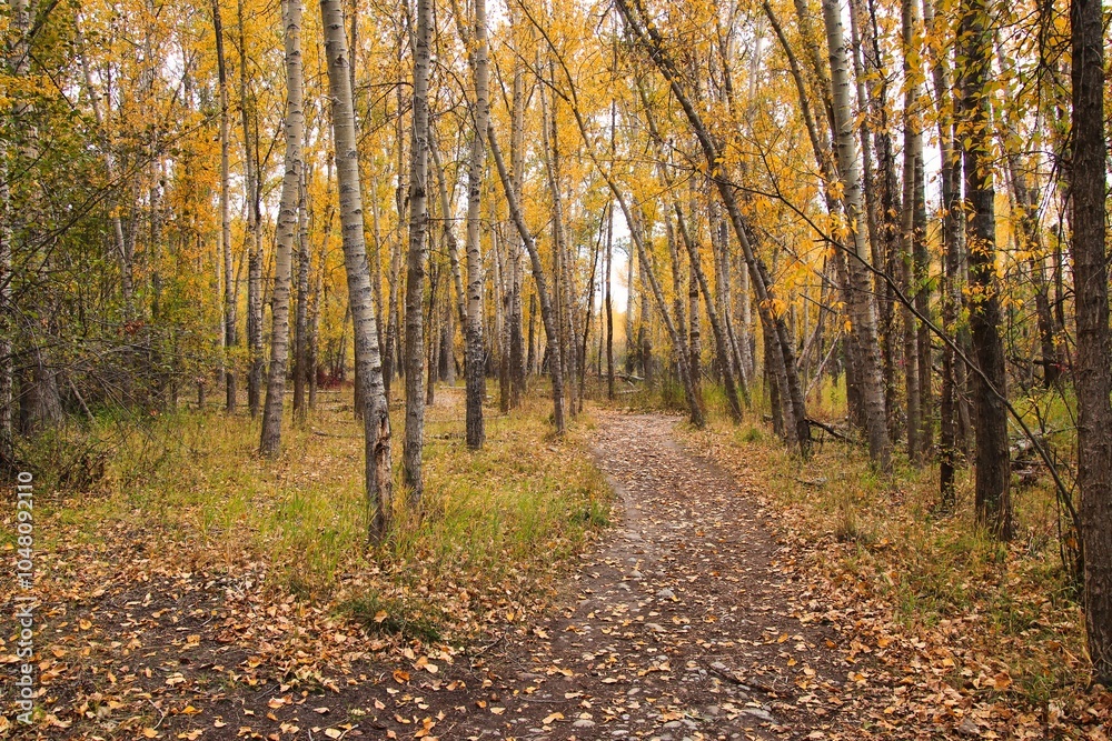Fototapeta premium Fall Leaves Walking the Trail Along the Bitterroot River in Hamilton Montana.