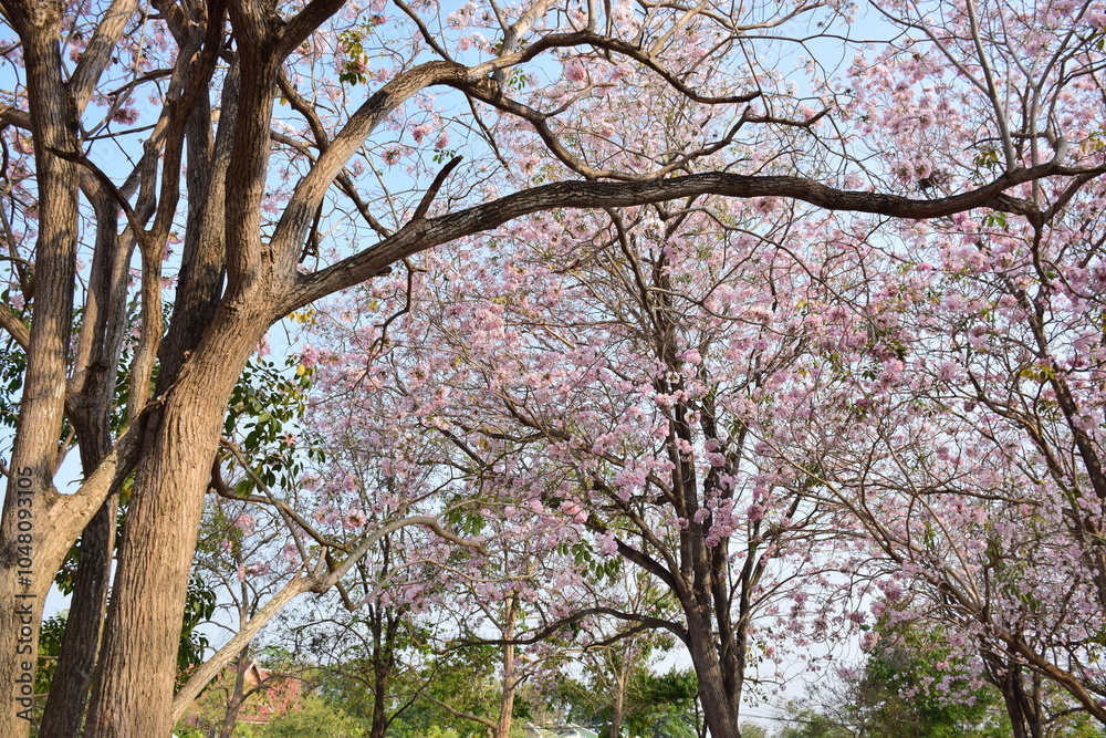 The season of Tabebuia rosea, also called the rosy trumpet tree or pink trumpet tree, is in bloom. The season of Tabebuia rosea, also called the rosy trumpet tree or pink trumpet tree, is in bloom.