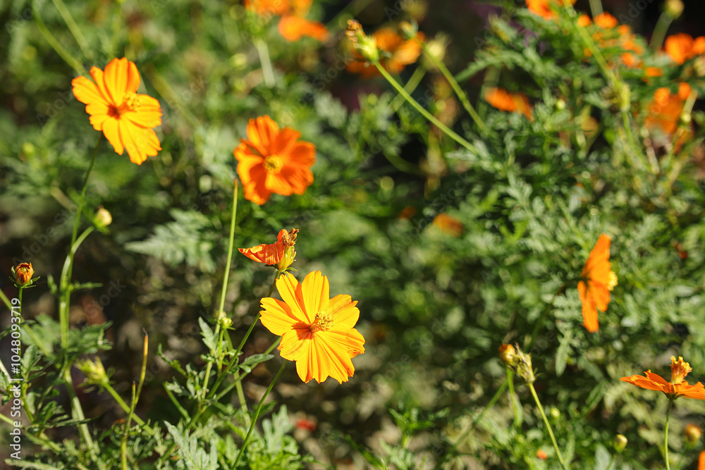 Close up of beautiful Cosmos flowers on green background. concept nature and flowers. Close up of beautiful Cosmos flowers on green background. concept nature and flowers.