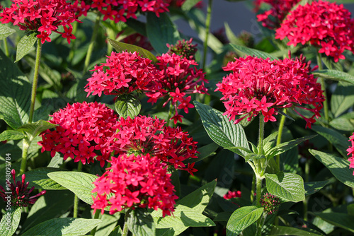 Red Pentas Lanceolata also known as egyptian starcluster in the garden.