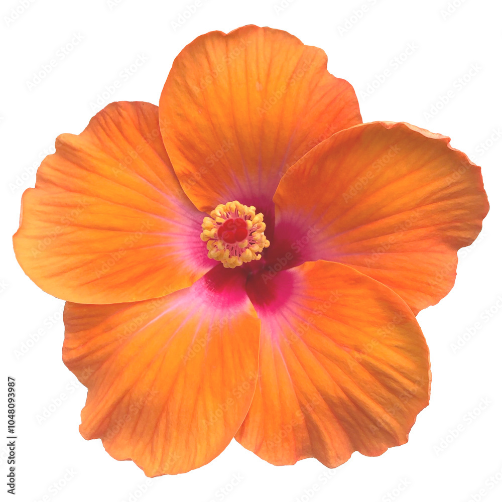 Di-cut orange hibicus summer tropical botany botanical flower islolated on transparent background Di-cut orange hibicus summer tropical botany botanical flower islolated on transparent background